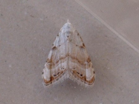 Jersey Black Arches Nola chlamitulalis