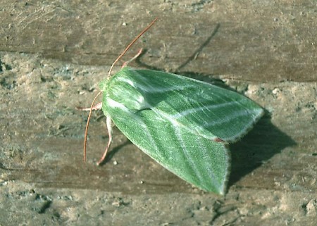 Green Silver-lines Pseudoips prasinana