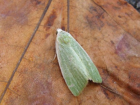 Cream-bordered Green Pea Earias clorana