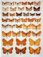 Colour plate from Skinner's Moth Identification Guide