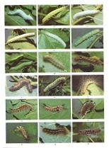 Caterpillar Identification Chart