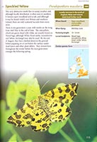 Britain's day-flying moths (internal page)
