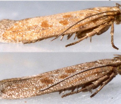 Adults • Ex larvae on Aster tripolium. Flintshire. • © Ian Smith