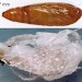 Pupa • Pupa & cocoon. Ex larva on Aster tripolium. Flintshire. Imago reared. • © Ian Smith