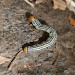 Larva • Sierra Nevada, Spain • © Bob Hastie