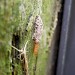 Larval case • Warsash, Hampshire • © Dan Houghton