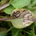 Larval mine on Prunella vulgaris • Gloucestershire • © Phil Barden
