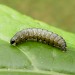 Larva, on Burnet Saxifrage • Burbage, Leicestershire • © Graham Calow