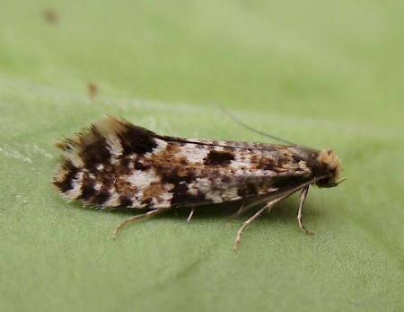 Cork Moth Nemapogon cloacella