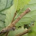 Larva - brown form • East Ross, Scotland • © Nigel Richards