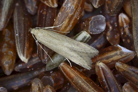 Angoumois Grain Moth Sitotroga cerealella