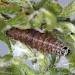 Larva on Genista pilosa • Cornwall • © Bob Heckford