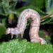 Larva, on Ononis repens • South Aberdeenshire, Scotland • © Paul Brooks