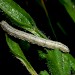 Larva, on Ononis repens • South Aberdeenshire, Scotland • © Paul Brooks
