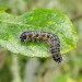 Larva, early instar - northern (dark) form • East Ross, Scotland • © Nigel Richards