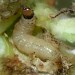 Larva • Thurlestone, Devon. In shoot of Tree Mallow • © Phil Barden