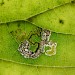 Mine & Larva • In Tilia cordata. Chepstow, Monmouthshire • © Phil Barden