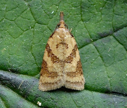 Male, reared from larva • South Devon • © Phil Barden