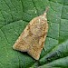 Female, reared from larva • South Devon • © Phil Barden
