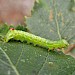 Young larva • East Ross, Scotland • © Nigel Richards