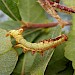 Early instar larva • East Ross, Scotland • © Nigel Richards