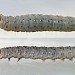 Larva • Rochdale, Gtr. Manchester • © Ben Smart