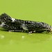 Adult, reared from larva • Gait Barrows, Lancashire • © Ben Smart