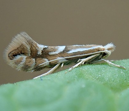 Adult • West Devon, reared from mine in Betula sp. • © Phil Barden
