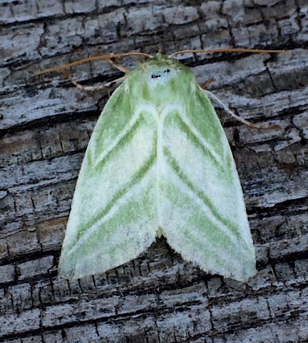 Green Silver-lines Pseudoips prasinana