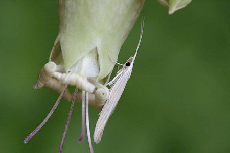 Coleophora nutantella