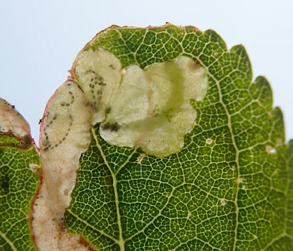 Mine showing larva on Prunus spinosa • Isle of Wight, Hampshire • © Phil Barden