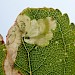 Mine showing larva on Prunus spinosa • Isle of Wight, Hampshire • © Phil Barden