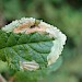 Mine on Prunus spinosa • Isle of Wight, Hampshire • © Phil Barden