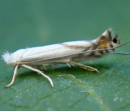 Adult, reared from mine on Prunus spinosa • Isle of Wight, Hampshire • © Phil Barden
