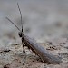 Adult reared from larvae swept from Calluna • Dartmoor, Devon • © Phil Barden