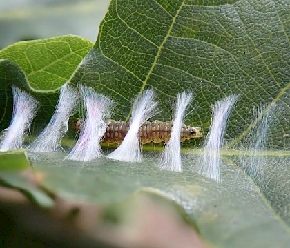 Larva in part constructed leaf-fold on Quercus • West Devon • © Phil Barden