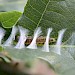 Larva in part constructed leaf-fold on Quercus • West Devon • © Phil Barden
