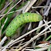 Larva, green form • © Liz Cutting