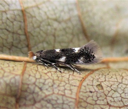 Adult, reared from larva on Alder • East Ross, Scotland • © Nigel Richards