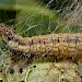 Larva on Quercus sp. • Dartmoor, Devon • © Phil Barden