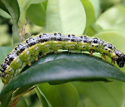 Larva • Gloucestershire • © Phil Barden