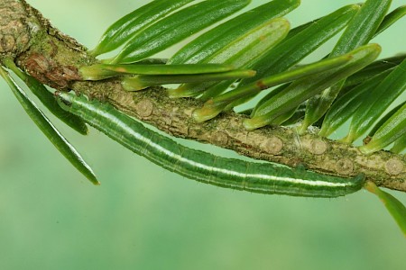 Banded Pine Carpet Pungeleria capreolaria