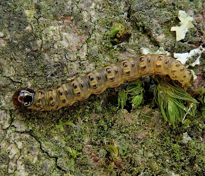 Larva. Adult reared. • Bere Alston • © Phil Barden