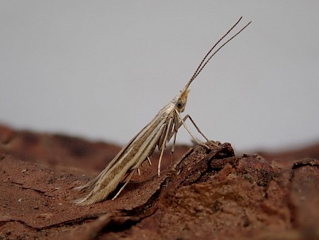 Coleophora pyrrhulipennella