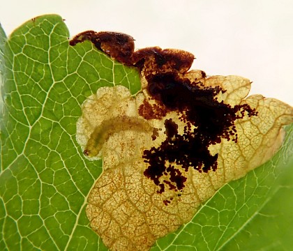 Mine, with larva on Malus • Bere Alston, Devon • © Phil Barden