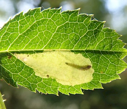 Mine showing larva on Rosa leaf. • Newtown, Isle of Wight • © Phil Barden