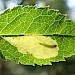 Mine showing larva on Rosa leaf. • Newtown, Isle of Wight • © Phil Barden