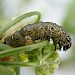 Larva on Pimpinella major • South Devon • © Phil Barden