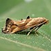 Adult, reared from larva • Bere Ferrers, Devon • © Phil Barden
