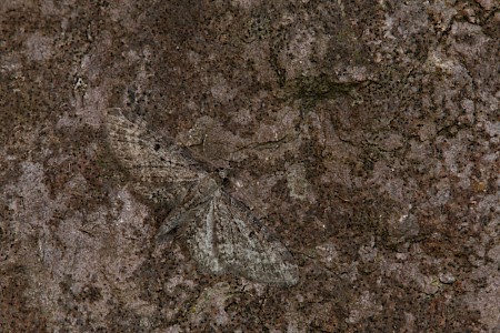 Campanula Pug Eupithecia denotata